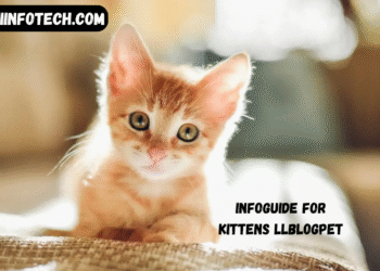 infoguide for kittens llblogpet