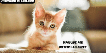 infoguide for kittens llblogpet