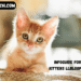 infoguide for kittens llblogpet